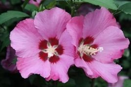 Ketmia syryjska Pink Giant Hibiscus syriacus C2
