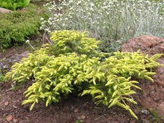 Jałowiec pospolity Nana Aurea Juniperus communis C2