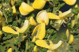 Żarnowiec Luna Cytisus P9
