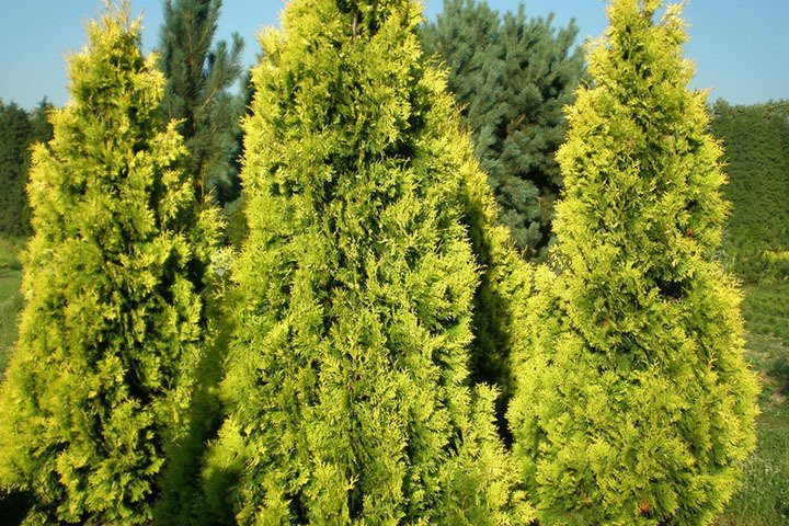 Tuja Janed Gold PBR Thuja occidentalis C2