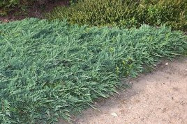 Jałowiec płożący Wiltonii Juniperus horizontalis C3