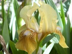 Irys miniaturowy Janus Iris pumila P9