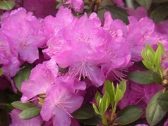 Różanecznik dahurski P.J.M.Elite Rhododendron dauricum C2