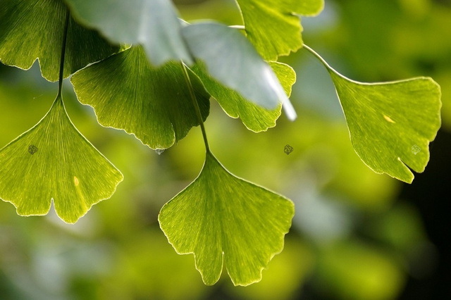 Miłorząb dwuklapowy Ginkgo biloba C5