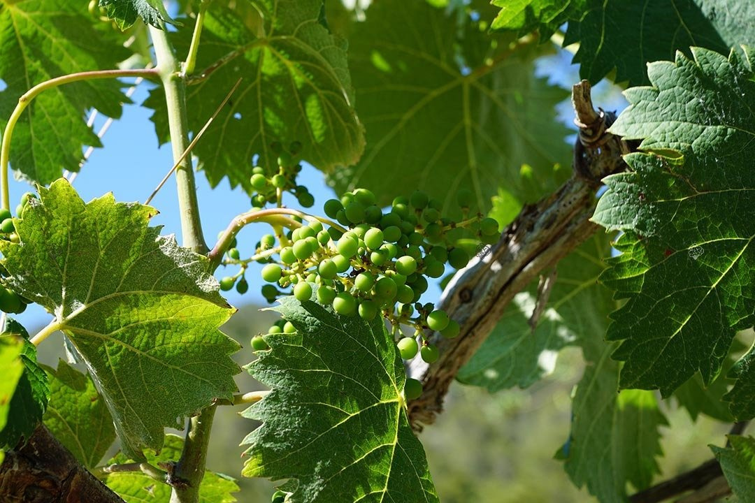 Winorośl Chrupka Różowa Vitis C2