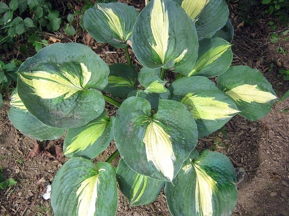 Funkia Dream Queen Hosta C2