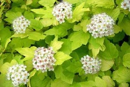 Pęcherznica kalinolistna Dart's Gold Physocarpus opulifolius C5