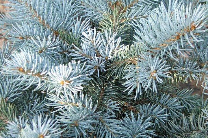 Świerk kłujący Kaibab Picea pungens C2