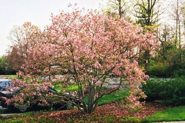 Magnolia Ricki Magnolia C2