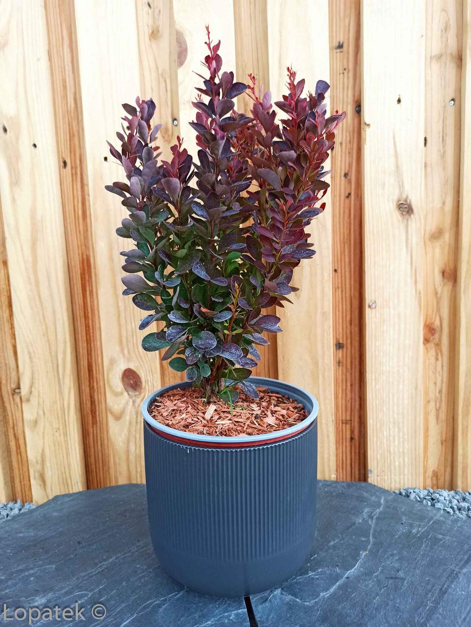 Berberys Thunberga Red Pillar Berberis thunbergii C2