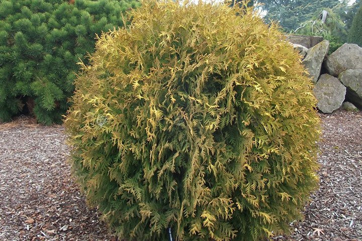 Tuja Golden Globe Thuja occidentalis C2