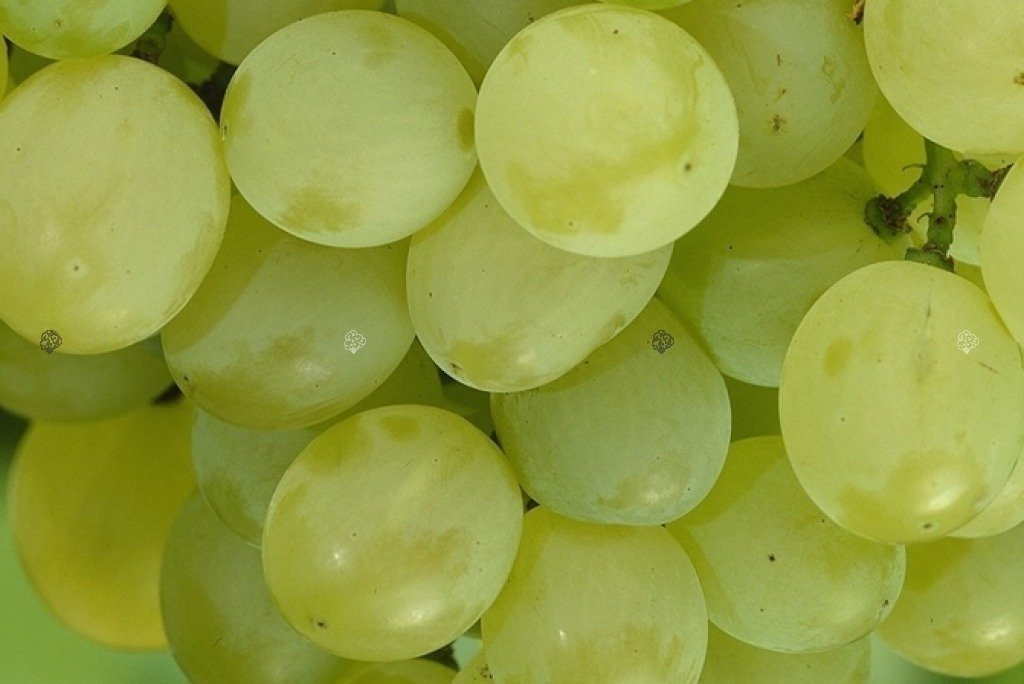 Winorośl Seyvel Vitis C2