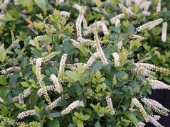 Itea wirginijska Scentlove PBR Itea virginica C2