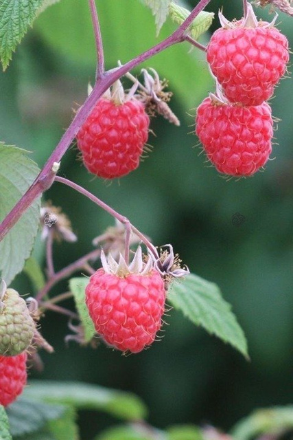 Malina Glen Ample Rubus idaeus C2