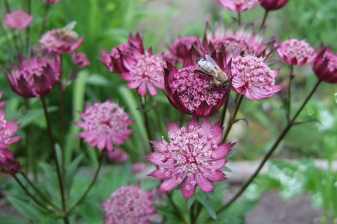 Jarzmianka Hadspen Blood Astrantia C2