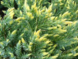 Jałowiec łuskowaty Gold Tip Juniperus squamata C3