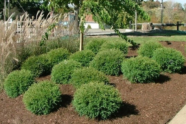Tuja Mr Bowling Ball Thuja occidentalis C2