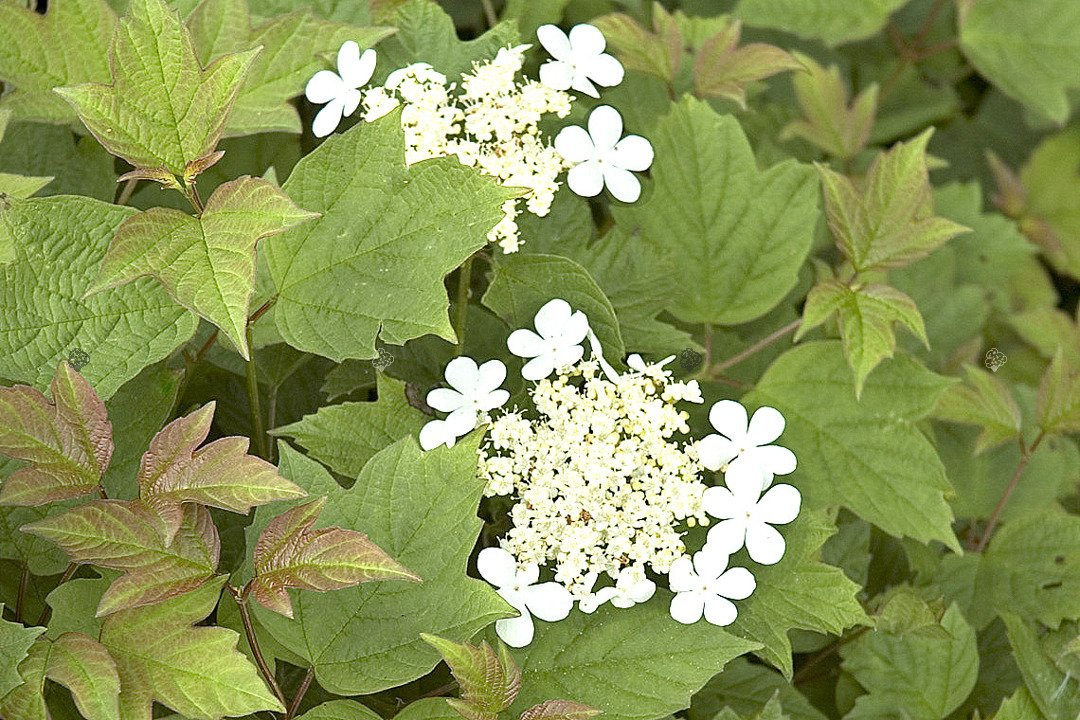 Kalina koralowa Nanum Viburnum opulus C2