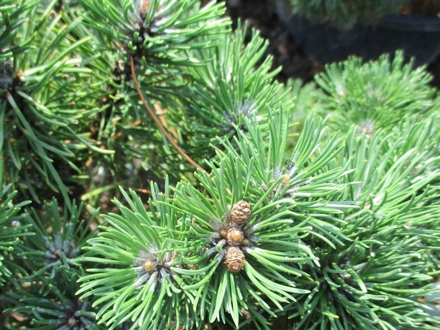 Sosna kosodrzewina Litomyśl Pinus mugo C5