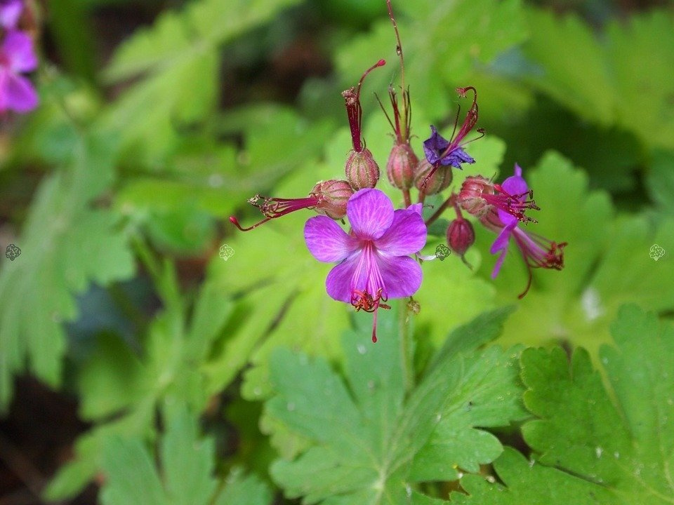 Bodziszek korzeniasty Geranium macrorrhizum P9