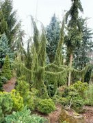 Jałowiec pospolity Horstmann Juniperus communis C2