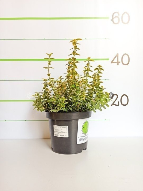 Trzmielina Fortune'a Emerald Gold Euonymus fortunei P9