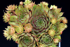Rojnik Patton Sempervivum P9