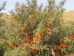 Rokitnik pospolity Leikora Hippophae rhamnoides C3
