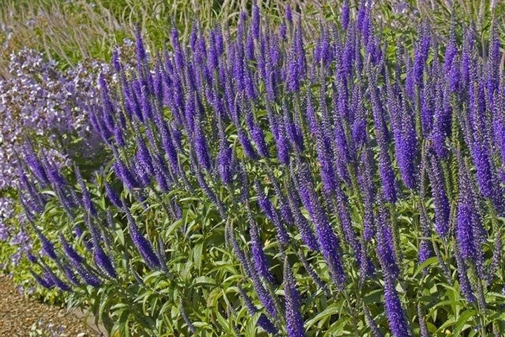 Przetacznik długolistny Blauriesin Veronica longifolia C2