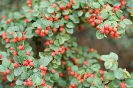 Irga szwedzka Skogholm Cotoneaster suecicus P9