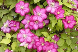 Powojnik Ville de Lyon Clematis C2