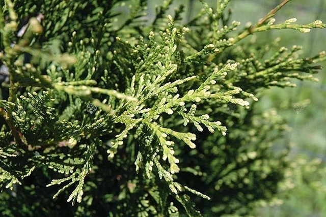 Tuja Aureospicata Thuja occidentalis