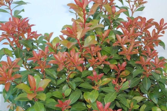 Pieris japoński Little Heath Green Pieris japonica C1,5