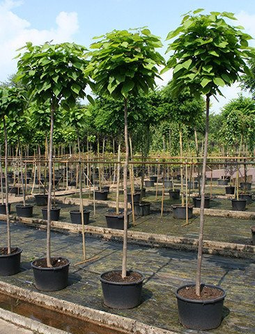 Surmia bignoniowa Nana Catalpa bignonioides C2