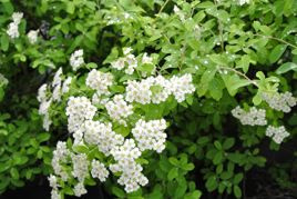 Tawuła nippońska Gilvers Miles Spiraea nipponica P9