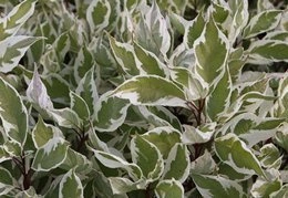 Dereń biały Ivory Halo PBR Cornus alba C3