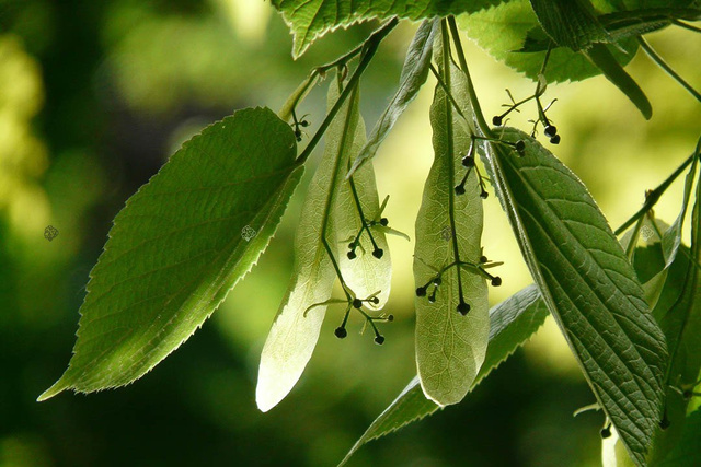 Lipa drobnolistna Tilia cordata C2