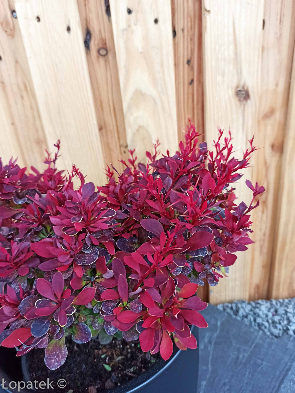 Berberys Thunberga Ruby Star PBR Berberis thunbergii C2