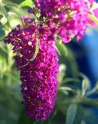 Budleja Davida Nanho Purple Buddleja davidii C2