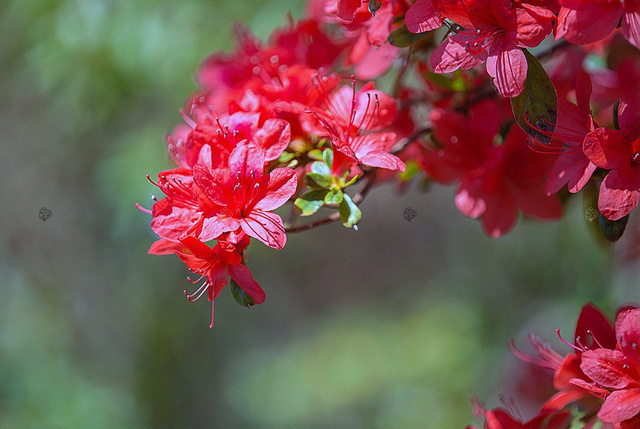 Azalia japońska Geisha Red Rhododendron obtusum C2