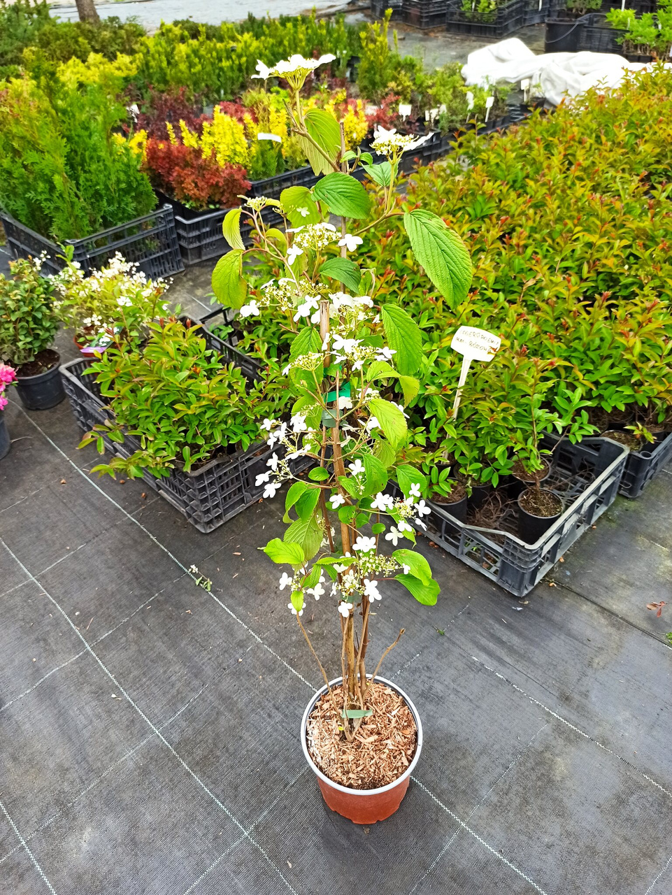 Kalina japońska Kilimandjaro PBR Viburnum plicatum C5