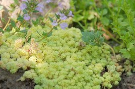 Rozchodnik hiszpański Aureum Sedum hispanicum var.aureum C2