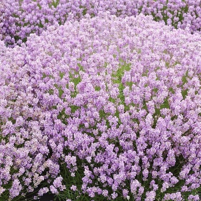 Lawenda wąskolistna Rosea Lavandula angustifolia C2