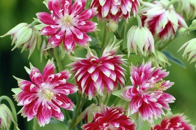 Orlik pospolity Nora Barlow Aquilegia vulgaris C2