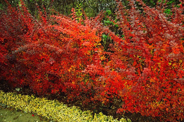 Berberys Thunberga Orange Pillar Berberis thunbergii P9