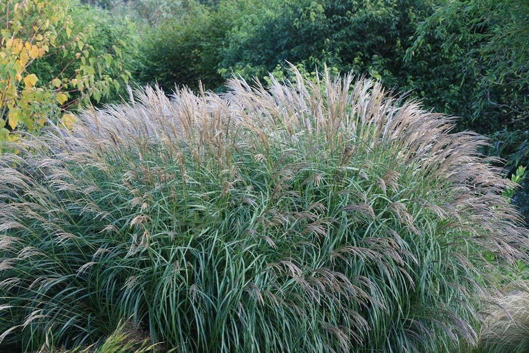 Miskant chiński Yakushima Dwarf Miscanthus sinensis C5