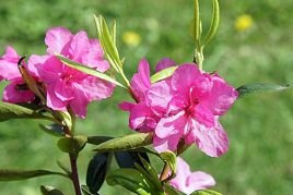 Różanecznik dahurski Stacatto Rhododendron dauricum C2