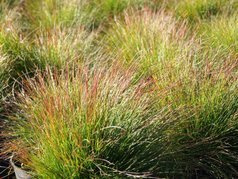 Kostrzewa Walberla Festuca walberla P9
