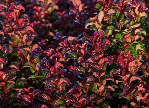 Kiścień axillaris Curly Red PBR Leucothoe axillaris C1,5