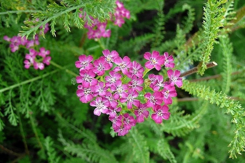 Krwawnik pospolity Cerise Queen Achillea Millefolium